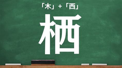 木 象|木＋象の漢字「橡」！読み方や意味などを一発チェック